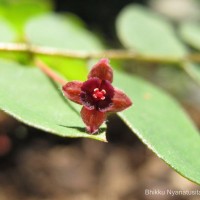 Phyllanthus cinereus Müll.Arg.